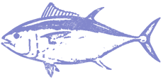 マグロのイラスト